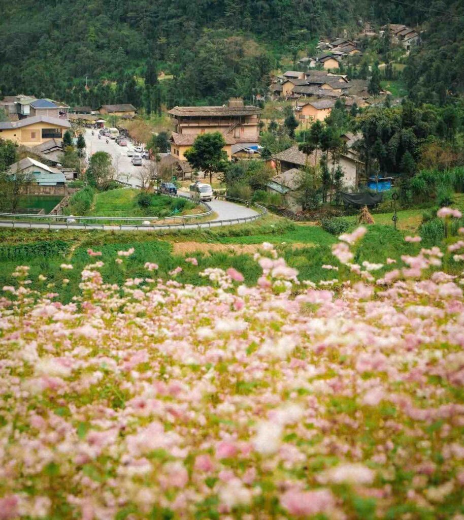 Mùa hoa đào nở sớm chen màu tam giác mạch ở làng Lô Lô Chải