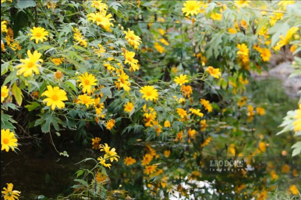 Mùa hoa dã quỳ nhuộm vàng những triền đồi ở Điện Biên