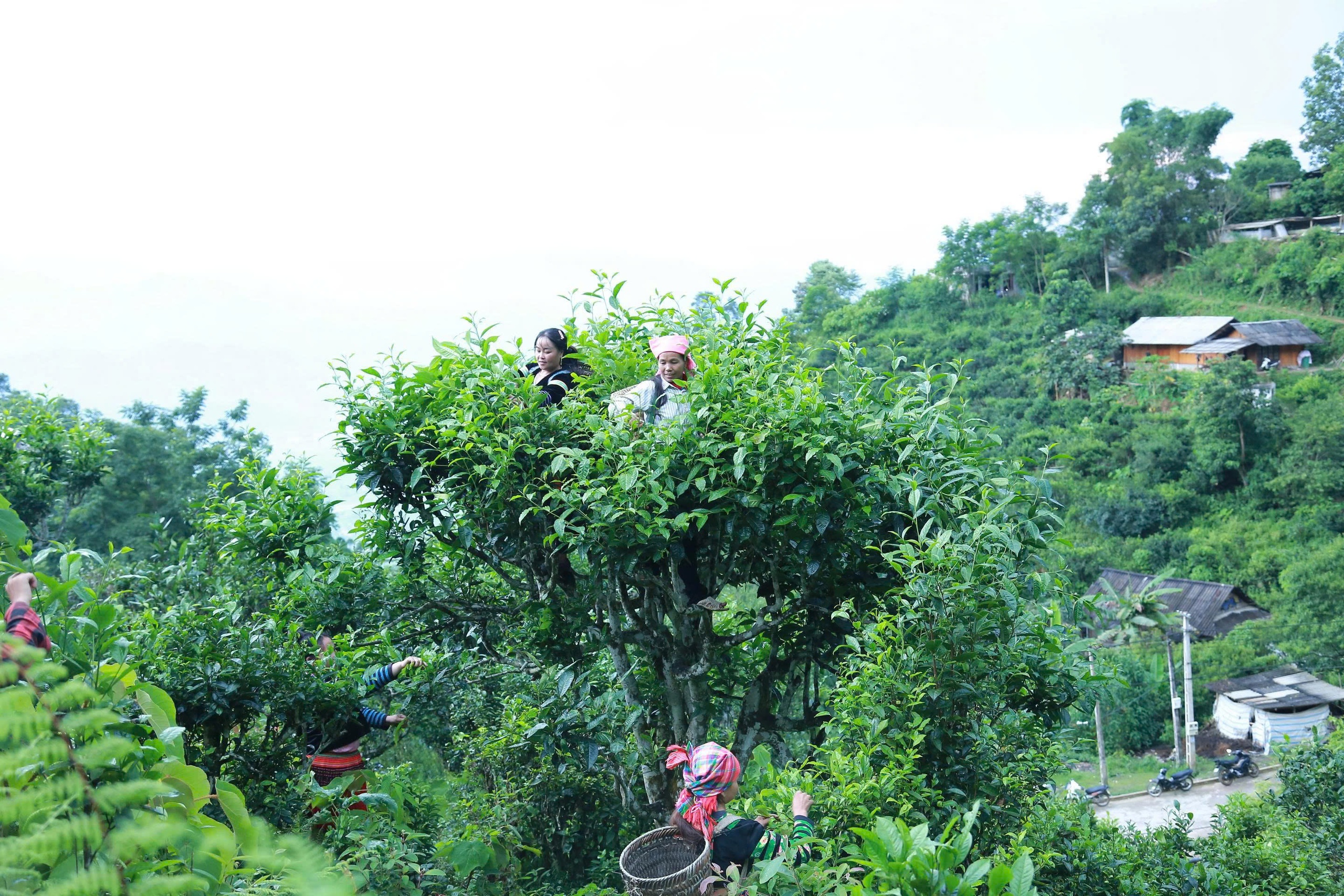 ‘Đánh thức’ Phình Hồ