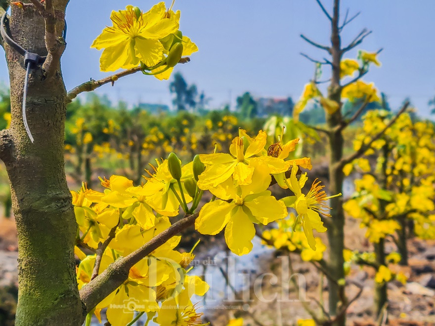 Về ‘thủ phủ’ mai vàng Bình Lợi ngắm sắc xuân rạng ngời trong nắng sớm