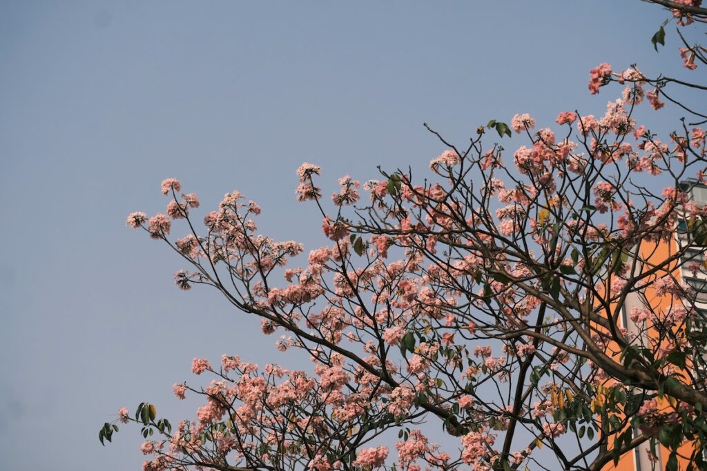 Tháng 3, hoa kèn nhuộm sắc hồng nhiều tuyến phố TP.HCM