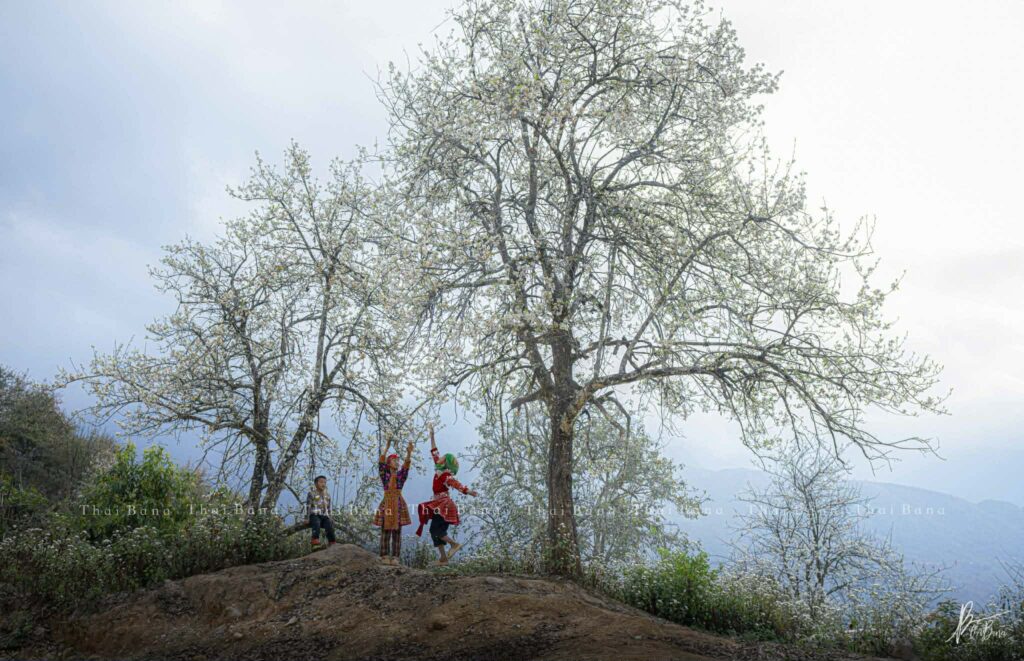 Bình yên mùa hoa sơn tra ở bản Nậm Nghiệp