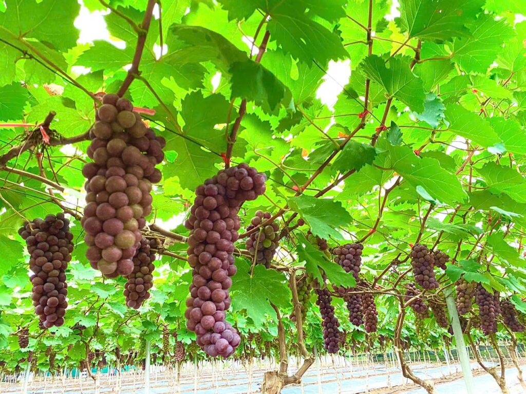 Nông nghiệp xanh hút khách: Trải nghiệm hái nho giữa lòng Thủ đô