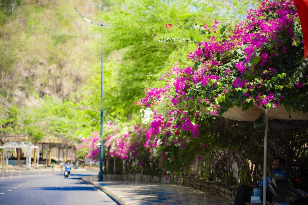 Hoa giấy nở rộ, nhiều cung đường TP.HCM trở thành điểm check-in