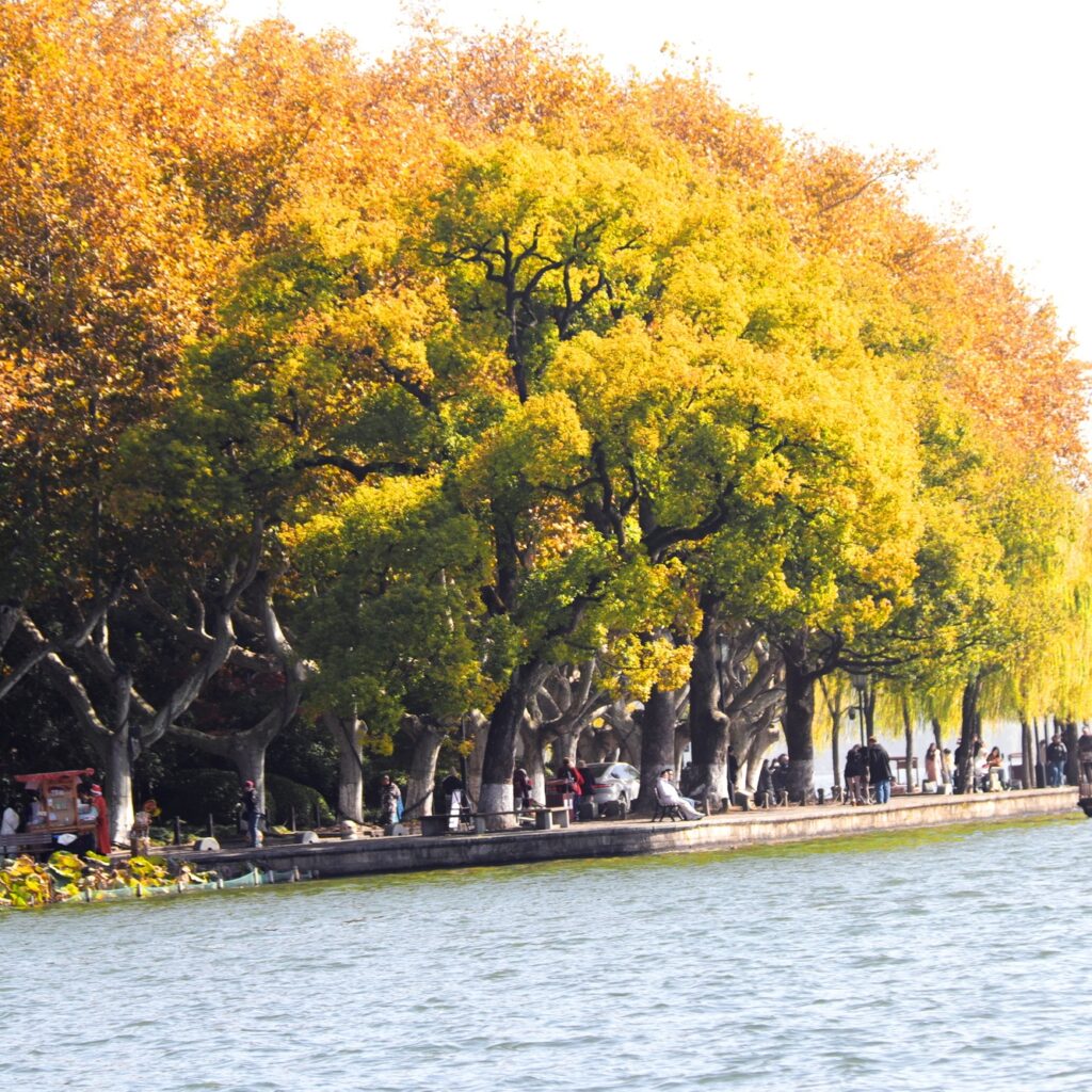 Nắm tay nhau giữa hàng cây ngô đồng ở Hàng Châu