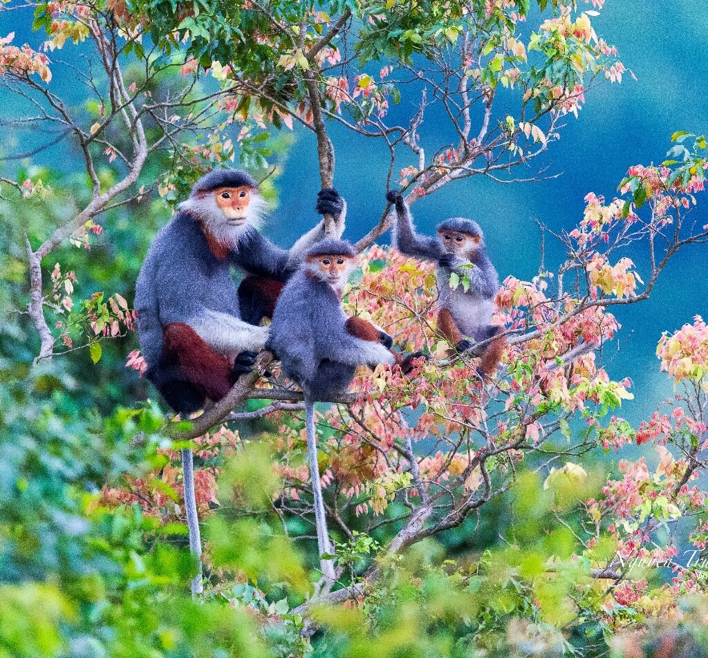 Từ nhiếp ảnh wildlife đến kinh tế bảo tồn: Lựa chọn nào cho Việt Nam?