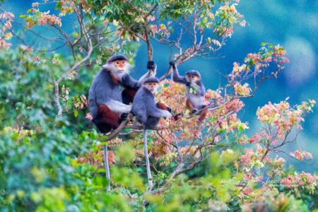 Từ nhiếp ảnh wildlife đến kinh tế bảo tồn: Lựa chọn nào cho Việt Nam?