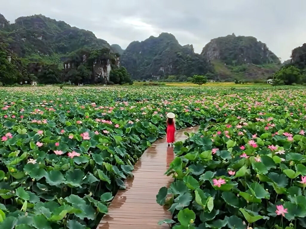 Đầm sen khổng lồ dưới chân núi Ngọa Long vào mùa đẹp nhất