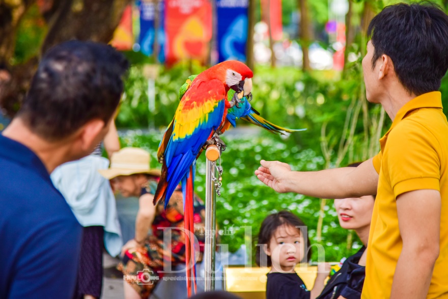 Bất ngờ bắt gặp loài chim khổng lồ sải cánh cả mét bay lượn giữa phố đông