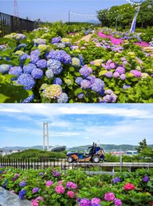 Quận Namgu, thành phố Ulsan sẽ tổ chức Lễ hội hoa cẩm tú cầu Jangsaengpo lần thứ 5 và ra mắt Whale Kart.